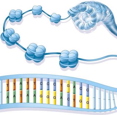 Transcription factor-chromatin Binding Dynamics