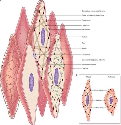 PHACTR1 and Smooth Muscle Cell Behavior